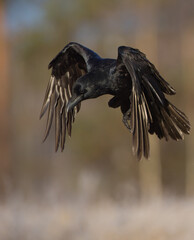 Common Raven - in autumn at a wetland