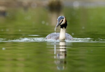 Great crested grebe	