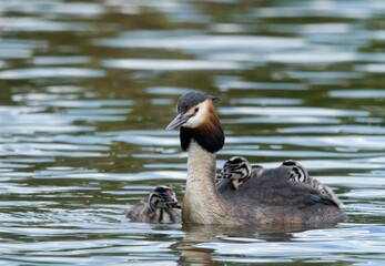 Great crested grebe	