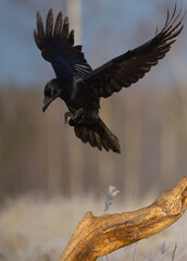 Fototapeta premium Common Raven - in autumn at a wetland