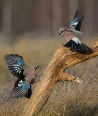 Eurasian Jay - in autumn  at a wetland