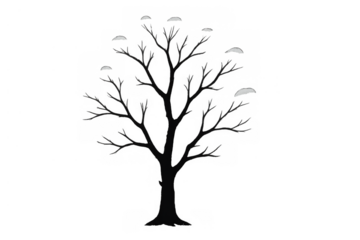 Deciduous tree losing its leaves for the winter season, showing bare branches with small snow accumulations. Transparent background