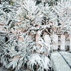Background with snow on Christmas trees