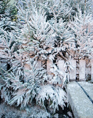 Background with snow on Christmas trees