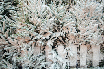 Background with snow on Christmas trees