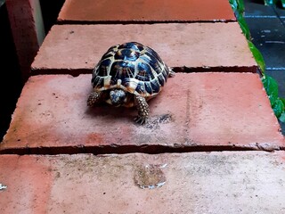 Una tartaruga bagnata cammina sui mattoni rossi in cima ad un muretto.