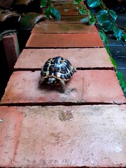Una tartaruga bagnata cammina sui mattoni rossi in cima ad un muretto.