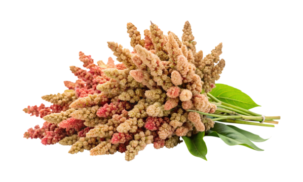 Quinoa seeds bunch isolated on transparent background
