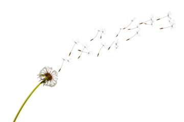 Floating dandelion seeds in wind spiral isolated on white background