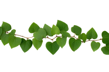 Sprawling vine with heartshaped green leaves isolated on white background