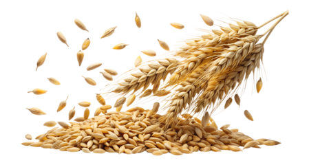 Wheat ears and barley isolated on transparent background