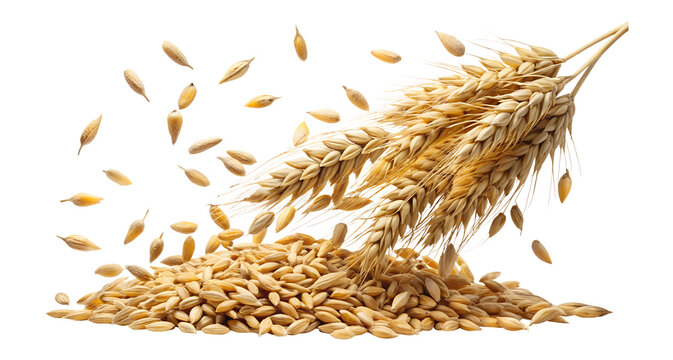 Wheat ears and barley isolated on transparent background