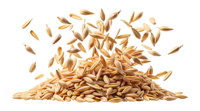 Pile of oats with oats falling isolated on transparent background