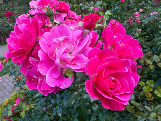 A lush cluster of vibrant hot pink roses and buds in full bloom surrounded by deep green foliage in a garden setting.