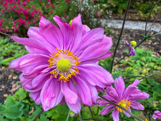 Obraz premium Close-up of a vibrant pink Japanese anemone flower with a distinctive bright yellow-green central disk and yellow stamens.