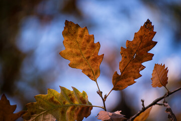 autumn leaves on blue sky