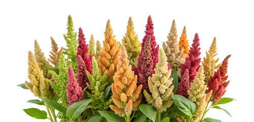 Fototapeta premium Quinoa plant celosia flowers clipping path png isolated on transparent background