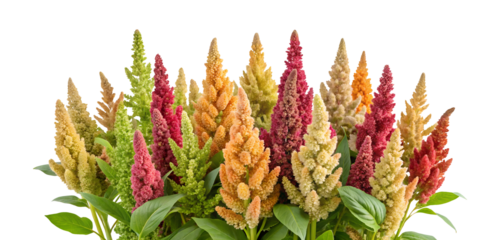 Quinoa plant celosia flowers clipping path png isolated on transparent background