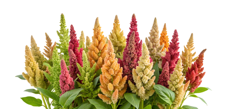 Quinoa plant celosia flowers clipping path png isolated on transparent background