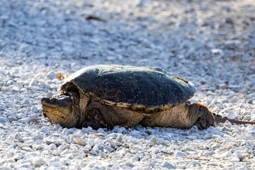 Mississippi River turtle on the rocks