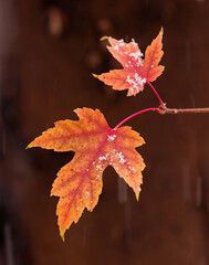 Maple Leaf and First Snow