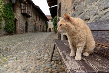 A short-haired red or ginger tabby cat sits in the foreground on an old, worn dark wooden bench, staring intently to the left. 