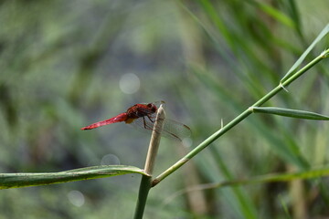 red dragonfly on a green leaf