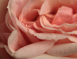 Close-up selective soft focus cream pink Rose Fower bud Petal bouquet. Macro Natural blur abstract...