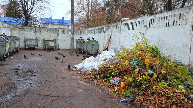 Urban Waste Dump with Pigeons and Overgrown Vegetation
