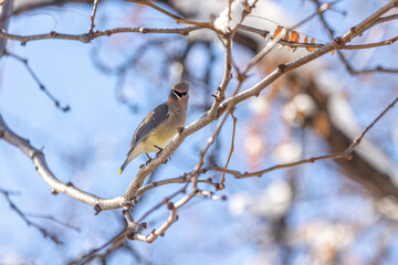 Cedar Waxwing bird in boulder colorado  © Dylan