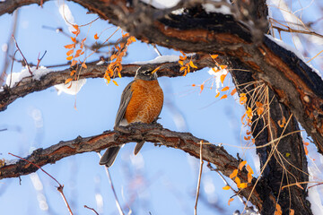 An American robin perches in a Colorado tree, surveying the forest below.