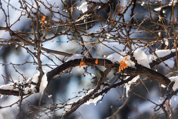 snow on branch in boulder colorado, snowfall in boulder © Dylan