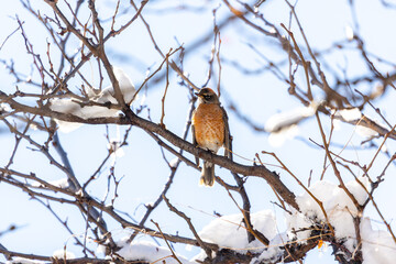 The bright-breasted robin rests among mountain greenery under the clear Colorado sky.