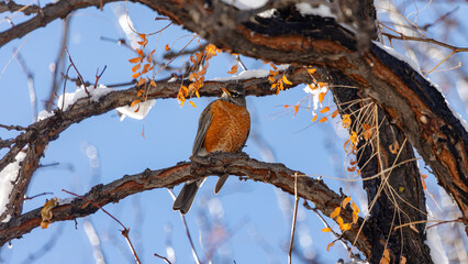 An American robin perches on a tree branch in the forests of Colorado.