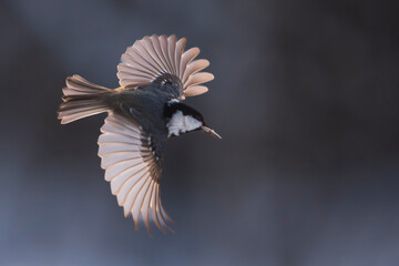 Willow Tit (Poecile montanus) © Johannes Jensås