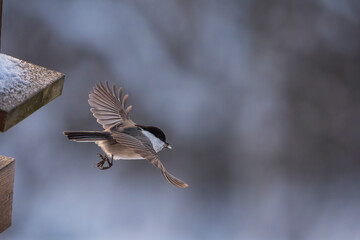 Willow Tit (Poecile montanus)