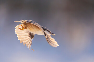 Eurasian Nuthatch (Sitta europaea) in flight