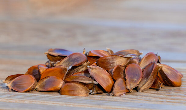 A pile of European beech tree seeds, commonly known as beechnuts