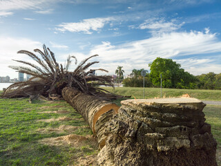 Fallen palm tree showing damage from red palm weevil