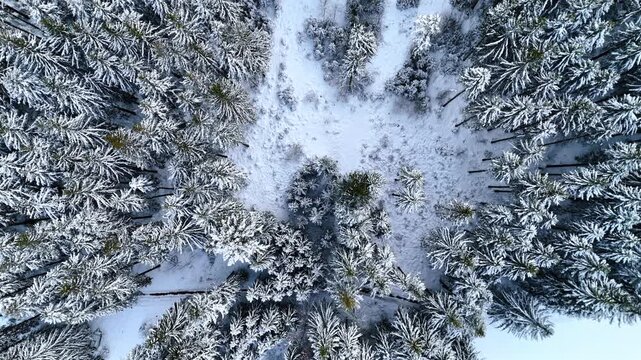 Over the tops of pine trees covered with snow. Beautiful forest in winter from the aerial perspective.