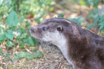 Fototapeta premium Head shot of a European otter (lutra lutra)