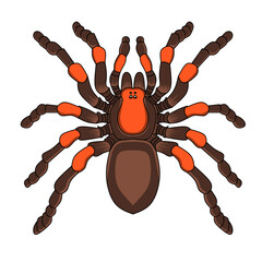 Hairy Tarantula Front View Black and White Outline Line Art Drawing of a Scary Detailed Spider Creature