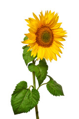 Fototapeta premium Sunflower isolated on white background. Sun symbol. Flowers yellow, agriculture. Seeds and oil. Flat lay, top view