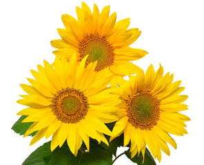 Obraz premium Flower bouquet with three sunflowers isolated on white background. The seeds and oil. Floral arrangement. Picturesque and conceptual scene. Flat lay, top view