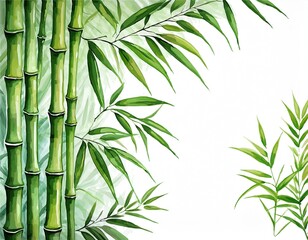 bamboo in watercolor style isolated on a white background for design layouts