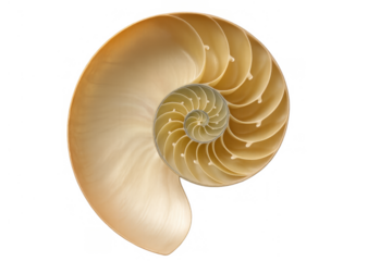 Nautilus shell cross-section revealing natural spiral geometry and fibonacci sequence on transparent background