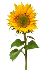 Obraz premium Closed and opening bud sunflower isolated on white background. Flower. Flat lay, top view