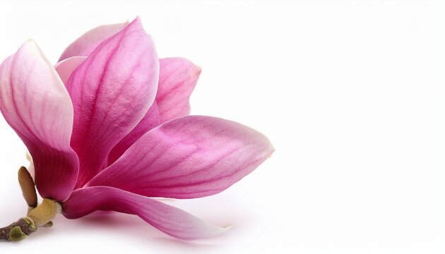 elegant magnolia blooms with velvety petals isolated on a white background for design layouts - Powered by Adobe