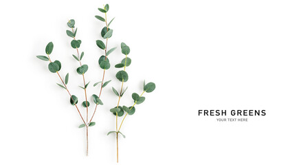 Eucalyptus branches photography isolated on white background