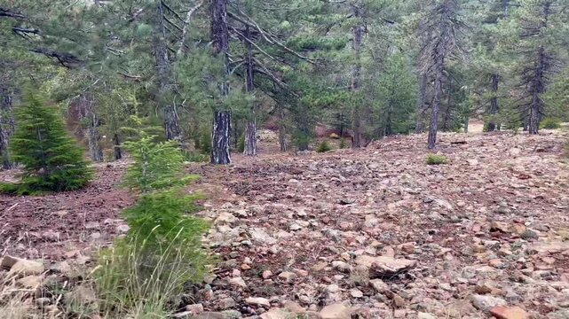 Walking along Atalanti Nature Trail in the Troodos mountains of Cyprus with a left-side view of sparse conifer trees, rocky forest ground and calm high-altitude atmosphere unfolding slowly